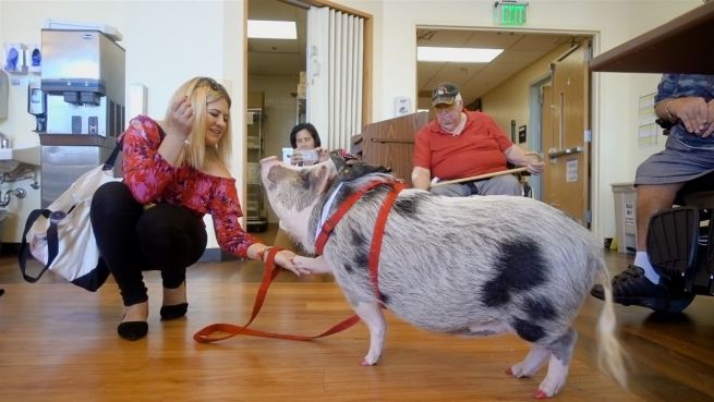 go to Schweine-Therapie: Wie Lilou ältere Menschen glücklich macht