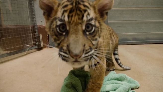 go to Glück im Unglück: Zweite Chance für Tigerbabys