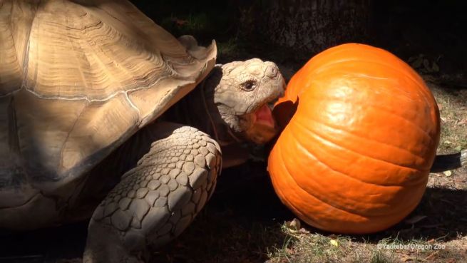go to Schildkröte feiert Halloween