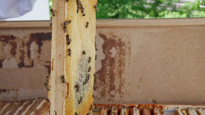 go to Denn jeder kann Bienen retten